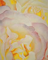 Gelbe Rosen / Yellow Roses
