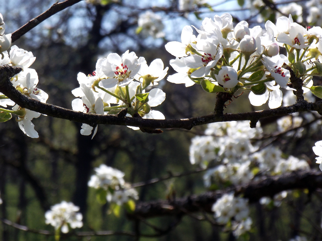 heike_schmidt_fruehling_20190419_08