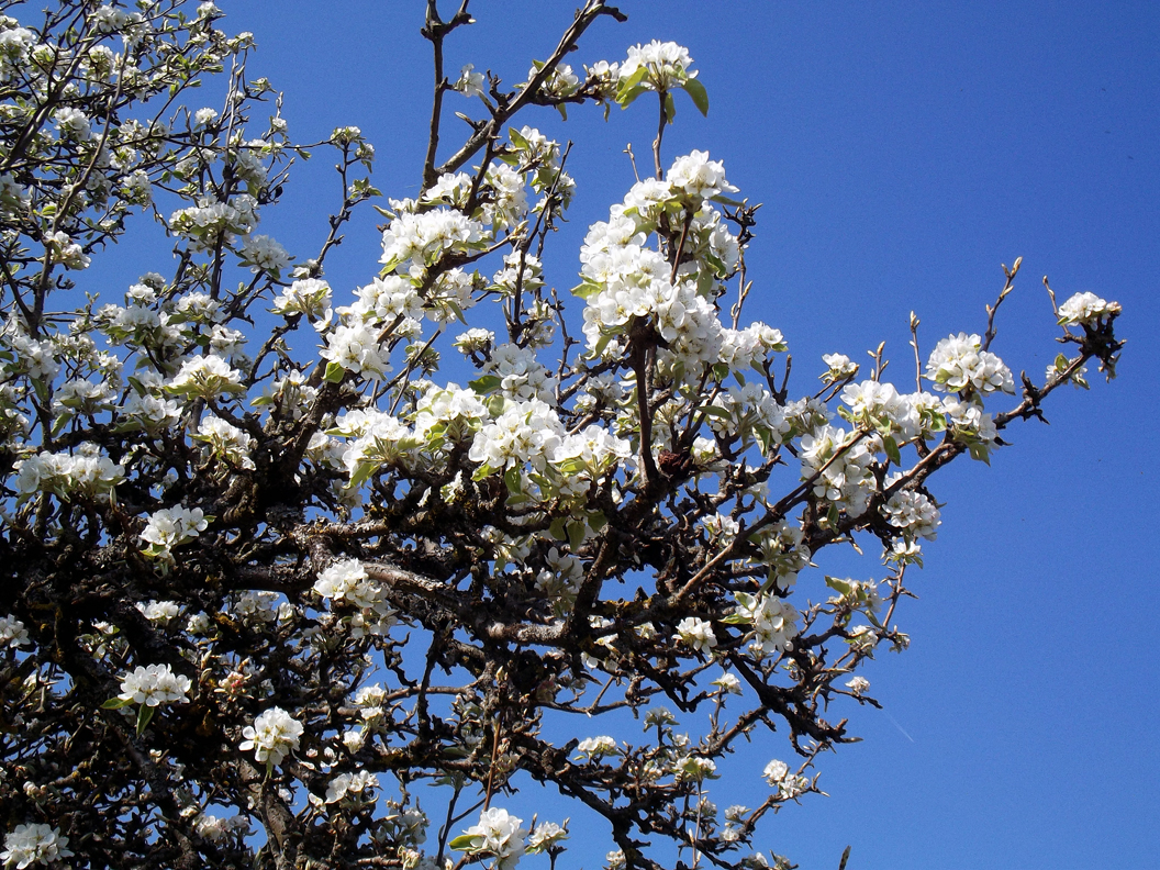 heike_schmidt_fruehling_20190419_09