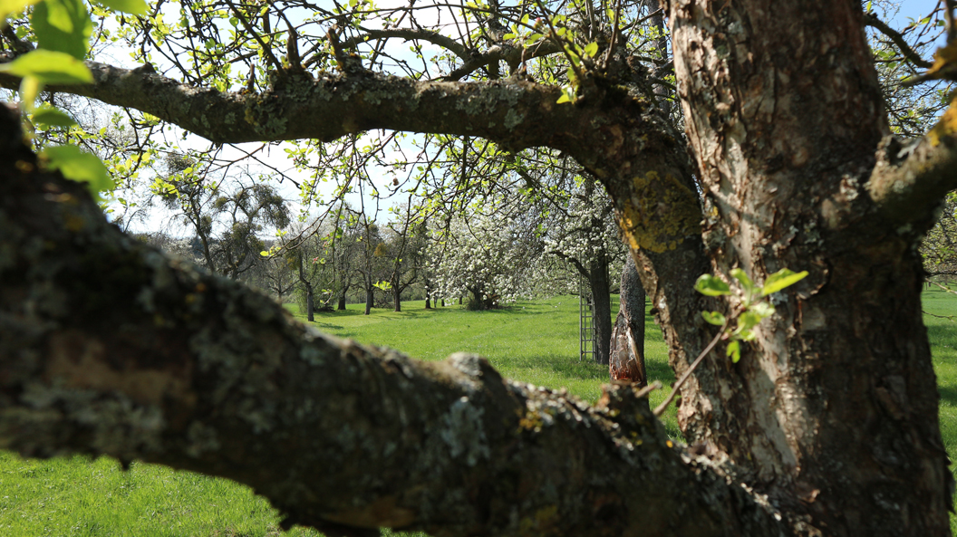 michael_schmidt_fruehling_20190419_01