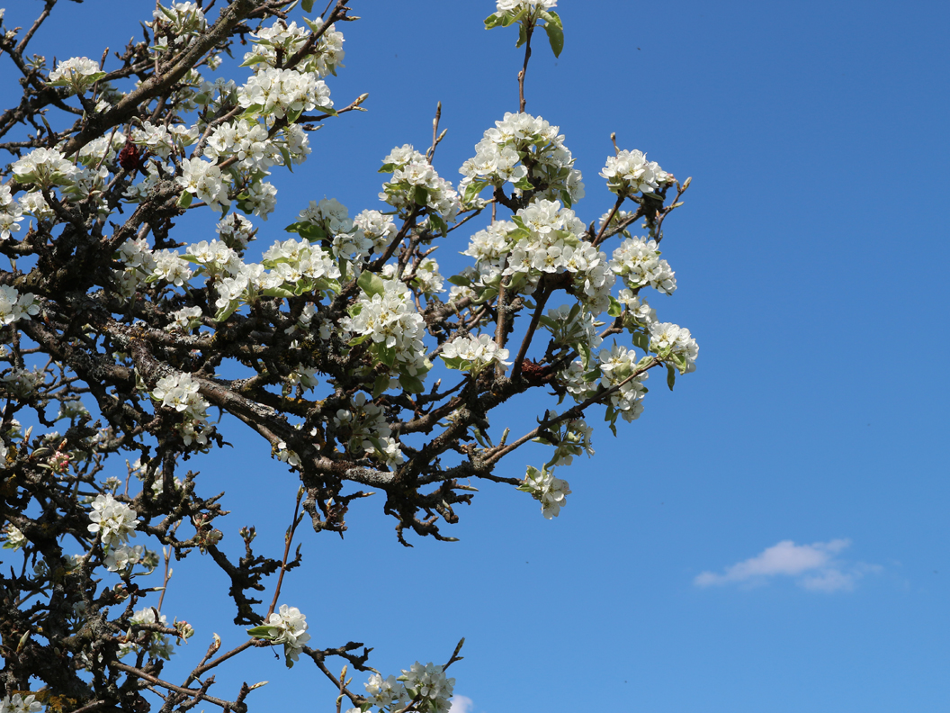 michael_schmidt_fruehling_20190419_03