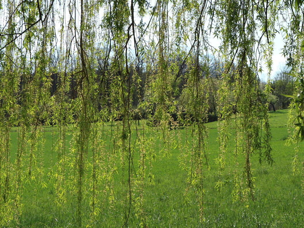 michael_schmidt_fruehling_20190419_04