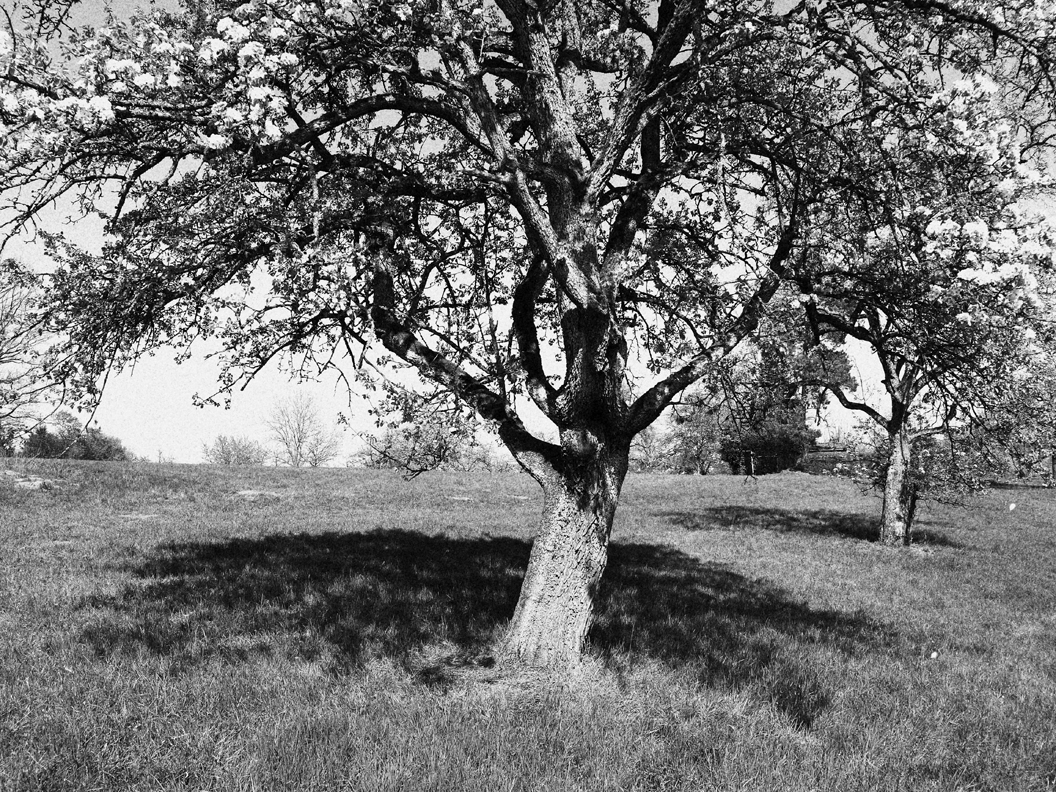 michael_schmidt_fruehling_20190419_07