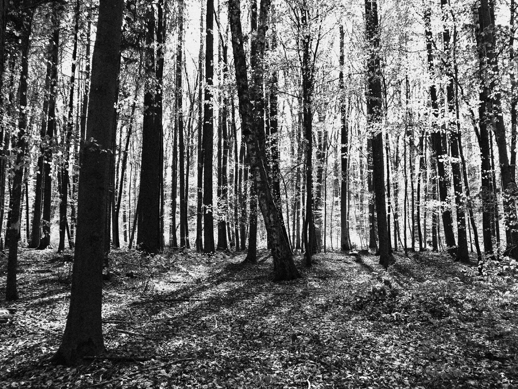 michael_schmidt_fruehling_20190419_11