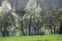 heike_schmidt_fruehling_20190419_01