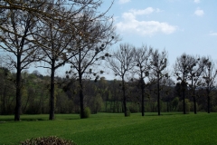 heike_schmidt_fruehling_20190419_02