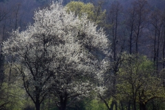 heike_schmidt_fruehling_20190419_03