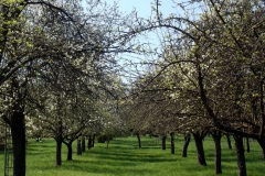 heike_schmidt_fruehling_20190419_04