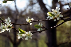 heike_schmidt_fruehling_20190419_05