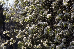 heike_schmidt_fruehling_20190419_06