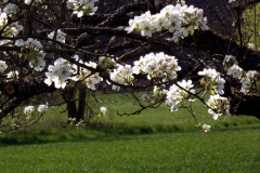 heike_schmidt_fruehling_20190419_07