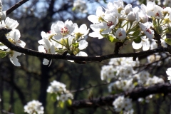 heike_schmidt_fruehling_20190419_08