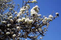 heike_schmidt_fruehling_20190419_09