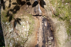 heike_schmidt_fruehling_20190419_11