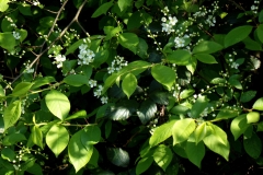 heike_schmidt_fruehling_20190419_12