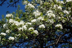 heike_schmidt_fruehling_20190419_13