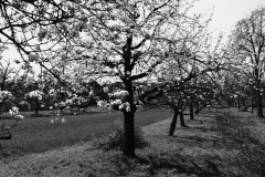 michael_schmidt_fruehling_20190419_02