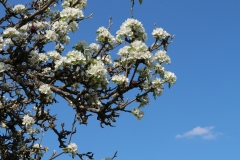 michael_schmidt_fruehling_20190419_03