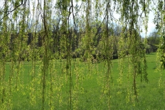 michael_schmidt_fruehling_20190419_04