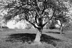 michael_schmidt_fruehling_20190419_07