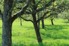 michael_schmidt_fruehling_20190419_09