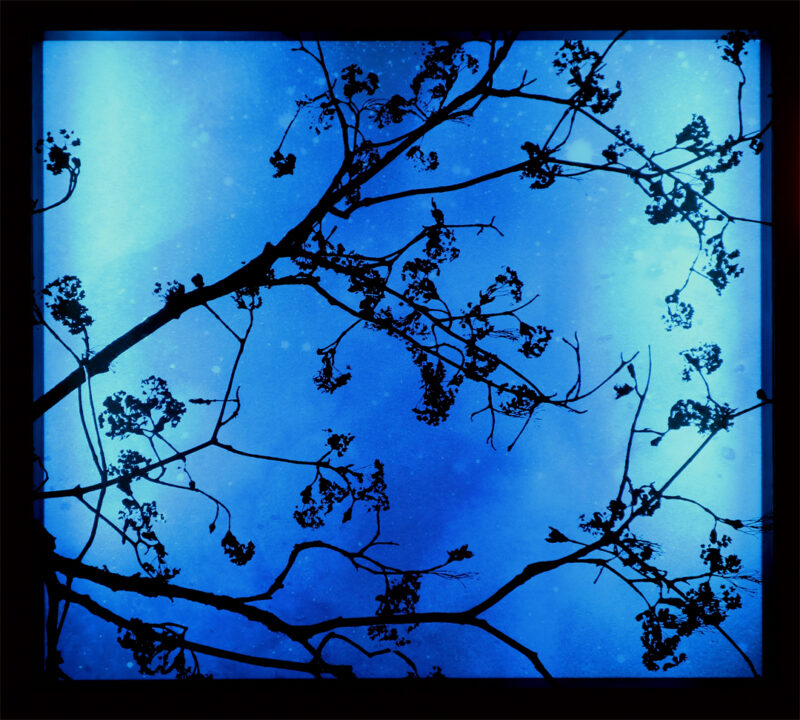 Ast vor blauem Sternenhimmel